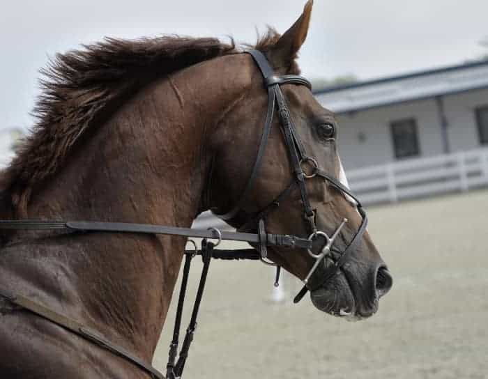 Horse with bridle, equestrian supplies