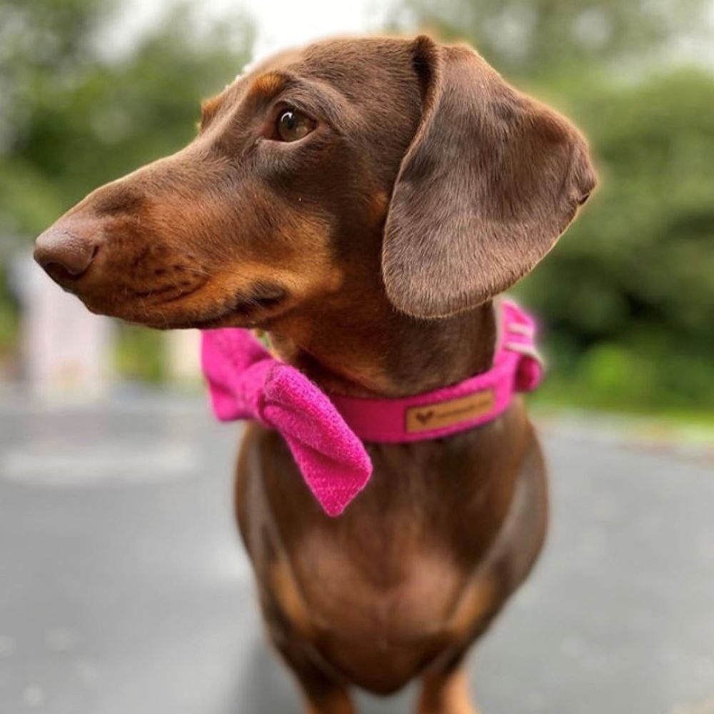 Dog modelling a pink bow